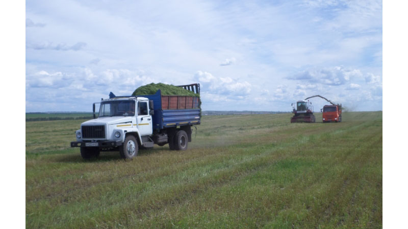 В СХПК "Рассвет" идет заготовка сенажа из многолетних трав
